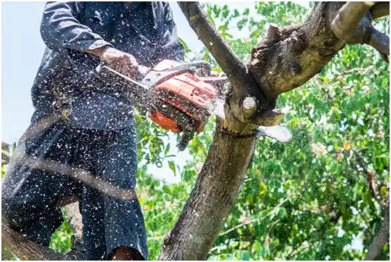 tree services Shiremanstown